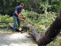 How Our Tree Care Process Works  in  Buellton, CA