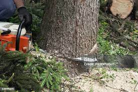 Leaf Removal in Buellton, CA