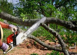 Best Tree Removal  in Buellton, CA
